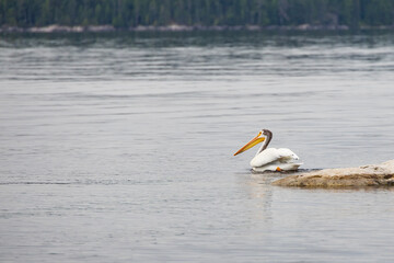 White pelican floating in the river