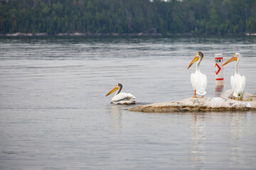 Two white pelican on rock, one pelican swimming  in the river