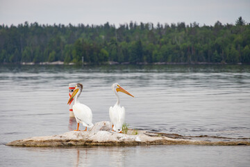 Flock of white pelican on rocks in the river
