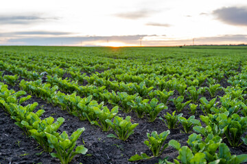 Rows of young fresh beet leaves with a sunset sky. Beetroot plants growing in a fertile soil on a field. Cultivation of beet. Agriculture.