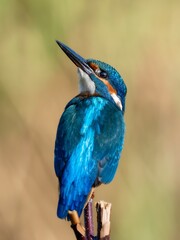 kingfisher on the branch