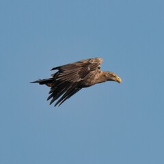 eagle in flight