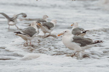 Fototapeta premium seagull Alaska