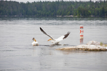 Two white pelicans swimming  in the river