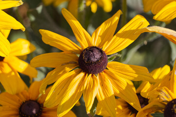 Black Eyed Susans in the Autumn