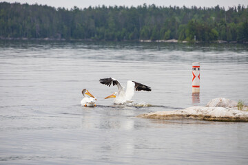 Two white pelicans swimming  in the river
