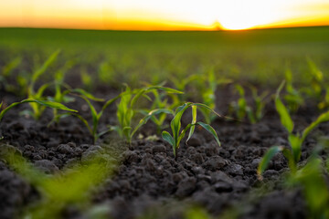 Rows of young fresh corn seedling. Maize growing in a fertile soil on a field. Cultivating of sorts corn. Agriculture.