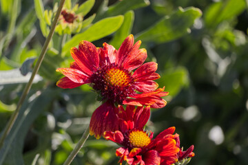 Blanket Flowers in the Autumn