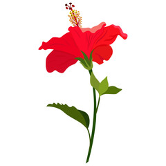 Fototapeta premium Hibiscus -4, flower isolated on white background. Isolated object-67, vector, hand drawn.