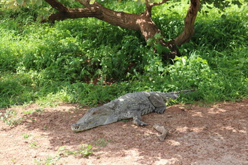 alligator in the forest
