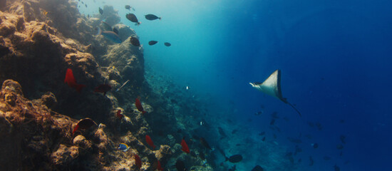 Eagle ray glides underwater