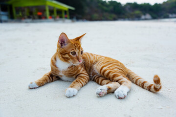 red cat lies on white sand on the beach of the island of Koh Sak, looking at the camera.