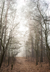Fototapeta na wymiar trees in the fog.morning forest in the fog
