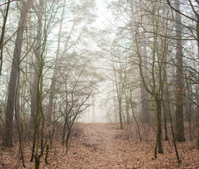 trees in the fog.morning forest in the fog