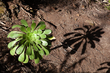 close up of a green plant and its shade