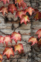 red autumn leaves background