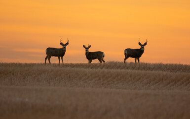 Silhouette of White Tailed Deer during a crisp sunrise in the chestermere area of alberta, canada