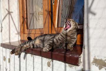 yawning cat on the window