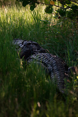 Large American Alligator in the wild grass around Florida Everglades - Vertical Shot