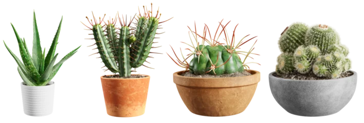 Papier Peint photo Cactus Set of cacti plants in pots isolated on transparent background. 3D render.