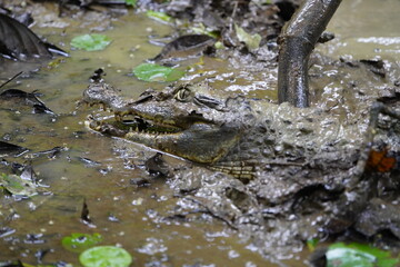  Black Caiman (Melanosuchus niger) Alligatoridae family. Amazon Rainforest, Brazil