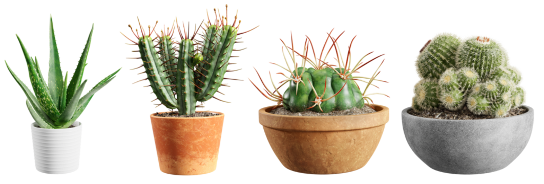 Set of cacti plants in pots isolated on transparent background. 3D render.
