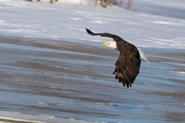 Majestic American Bald Eagle in Flight in Calgary, Alberta, Canada.