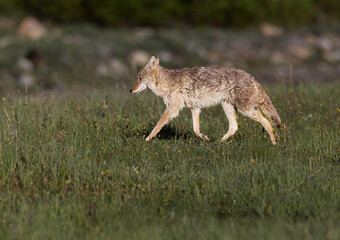 Female Coyote posing in the Canadian Rockies. .I got lucky with this coyote in the early morning light.
