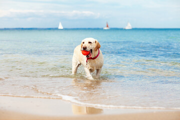dog runs along the beach in summer against the background of the sea, retriever with a ball resting...