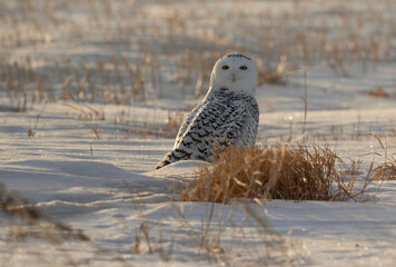 The snowy owl, also known as the polar owl, the white owl and the Arctic owl, is a large, white owl of the true owl family. Snowy owls are native to the Arctic regions of both North America