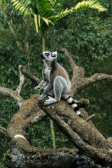 Shredded-tailed lemur in its natural habitat 