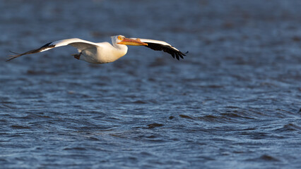 Fototapeta na wymiar American Pelican in Flight over open waters