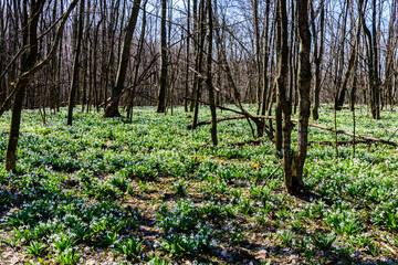 White blooming snowdrops (galanthus nivalis) at the forest on early spring
