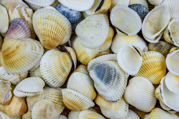 Background of the many sea shells. Natural pattern