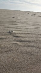 sand dunes in the desert