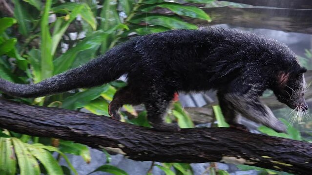 Binturong bearcat (Arctictis binturong) lso known as the bearcat, is a viverrid native to South and Southeast Asia.No people. Copy space