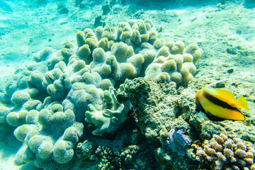 Colonies of the corals and Heniochus fish at coral reef in Red sea