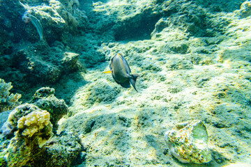 Sohal surgeonfish (Acanthurus sohal) or Sohal tang fish at the coral reef in Red sea