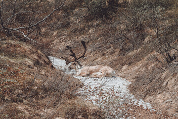 Caribou