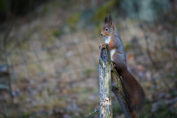 squirrel on a tree