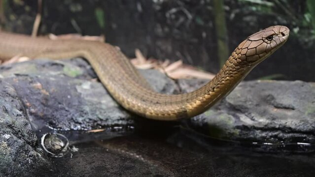 King cobra snake (Ophiophagus hannah).This species endemic to jungles of south east Asia and has an eminent position in the local mythology and folk traditions. No people. Copy space