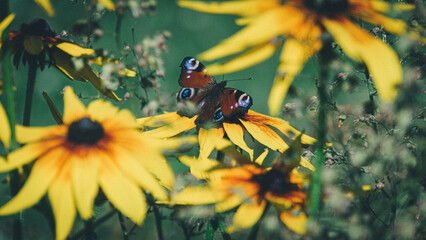 butterfly on a flower