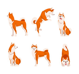 Obraz premium Cute red and white shiba inu dog in different poses set. Friendly purebred pet dog cartoon vector illustration