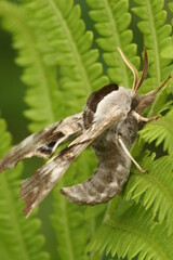 one eye sphinx moth smerinthus cerisyi on fern 