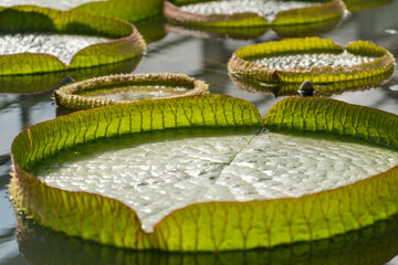 Victoria Amazonica at Umijigoku in Beppu, Japan