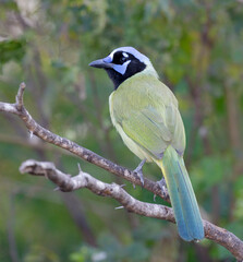 Green jay (Cyanocorax yncas [luxuosus]), Rio Grande Valley, Texas, USA.