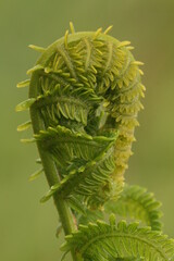 fiddlehead fern opening in spring