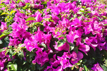 Flower background or blooming Bougainvillea.