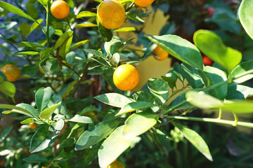 orange fruit on tree