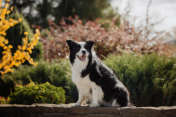 Border collie looks at the camera in a sunny autumn forest
